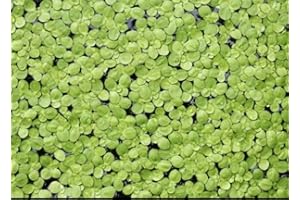 Aquatic Discounts - 6000+ Live Duckweed – Vibrant Green Floating Plants for Aquariums Ponds aquaponics! Great Food for KOI, Goldfish, Turtle, Cichlids! Improves Water Quality! Buy 2 G E T 1 Free!