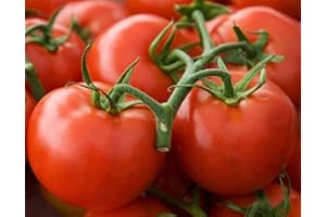 OHIO HEIRLOOM SEEDS Arkansas Traveler Heirloom Tomato Seeds- 50+ Seeds