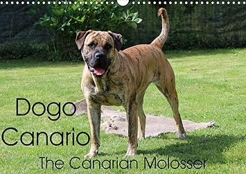 dogo de canario