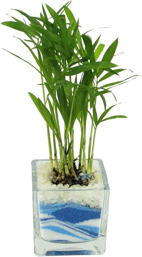Amazon 花市場直送便 テーブルヤシ カラーサンド植え ブロックm ブルー Diy 工具 ガーデン