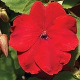 Impatiens Flower Garden Seeds - F1 Accent Series