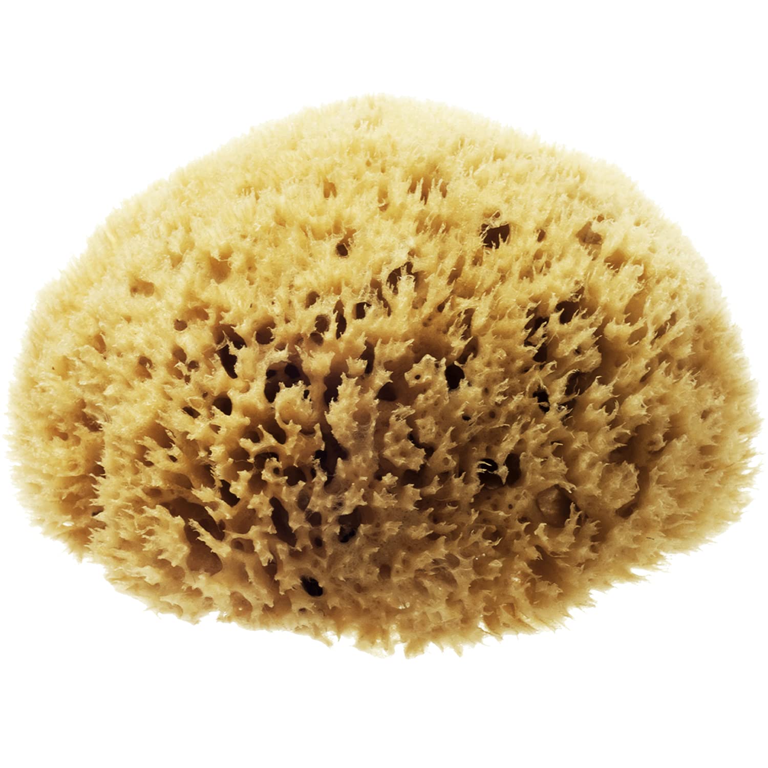 Hydrea London Natural Sea Sponge 5-5.5"- Premium Mediterranean Honeycomb Unbleached Natural Sponge for Bath and Shower for Adults, Women, Men Children and Baby