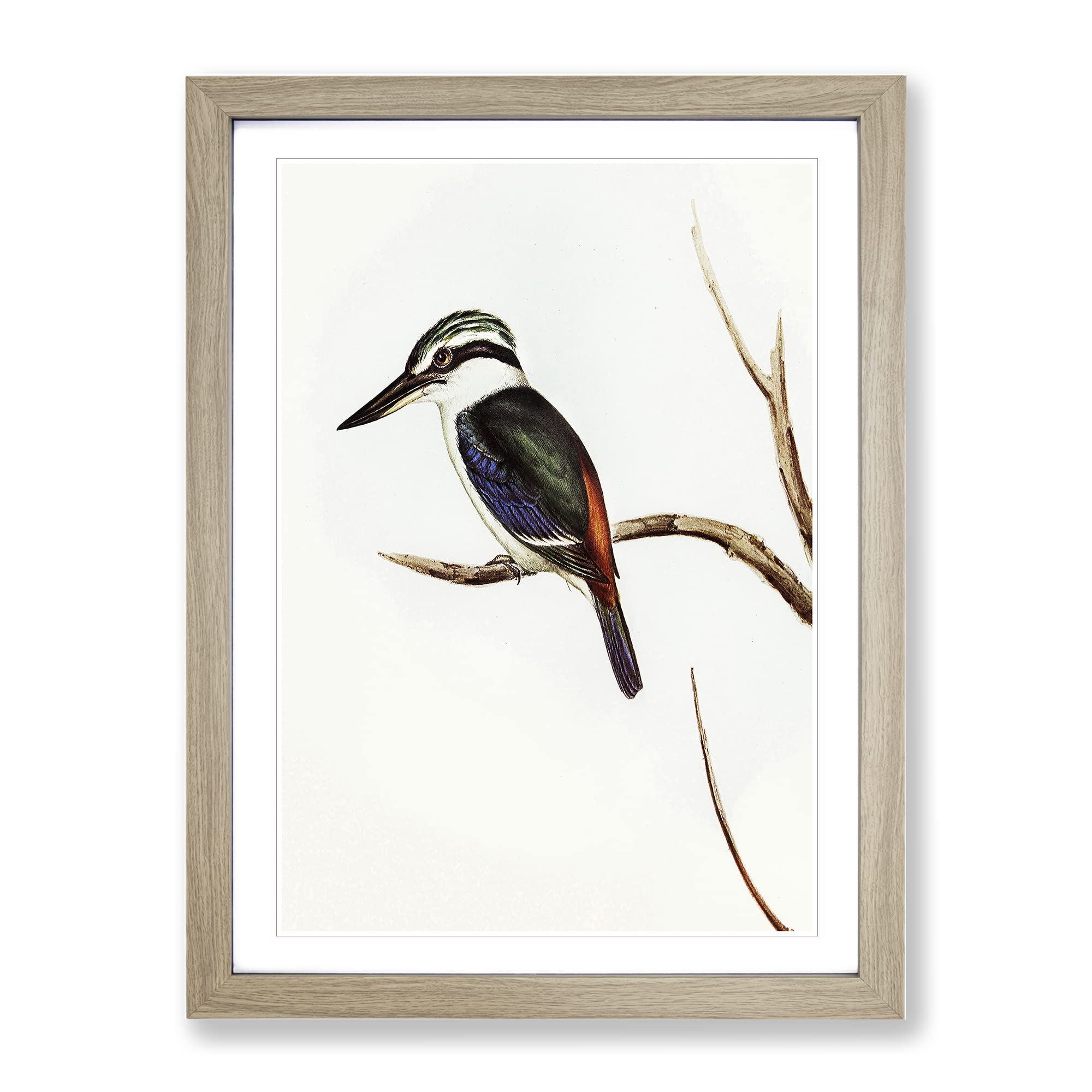 Halcyon Kingfisher By Elizabeth Gould Vintage Framed Wall Art Print, Ready to Hang Picture for Living Room Bedroom Home Office Décor, Oak A4 (34 x 25 cm)