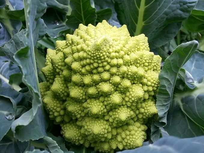 Amazon ミナレット カリブロ 福岡産 伊都野菜 ブロッコリー 通販
