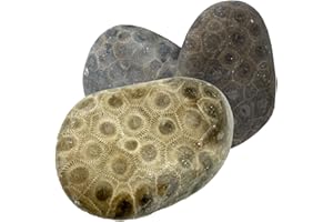 THE PETOSKEY STONE Petoskey Stone - Includes 2 Rough Tumbled Petoskey Stones from Michigan - Great Gift Idea