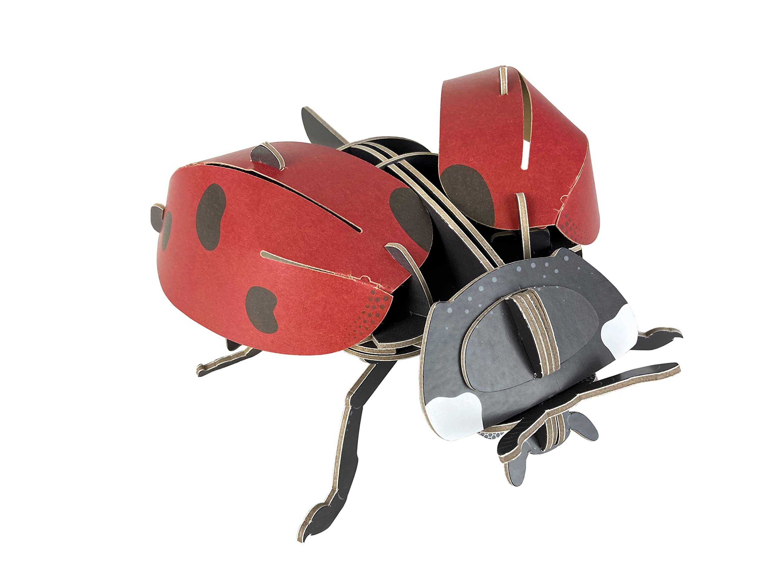 Build Your Own Beautiful Ladybird - Pull Tab Rotating Wing Action - Cardboard Craft Kit - Ages 8+