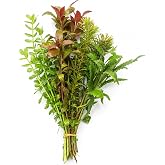 Canton Aquatics Assorted Mixed Plant Bundle | Live Aquarium Plant, Freshwater, Low | Medium | High Light