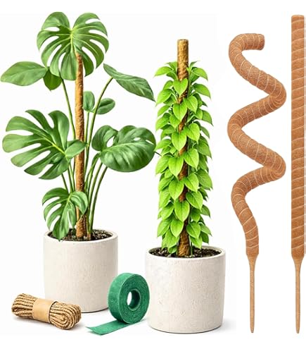 mini pothos Classic Pothos – Trailing, Easy-Care Houseplant main image 1