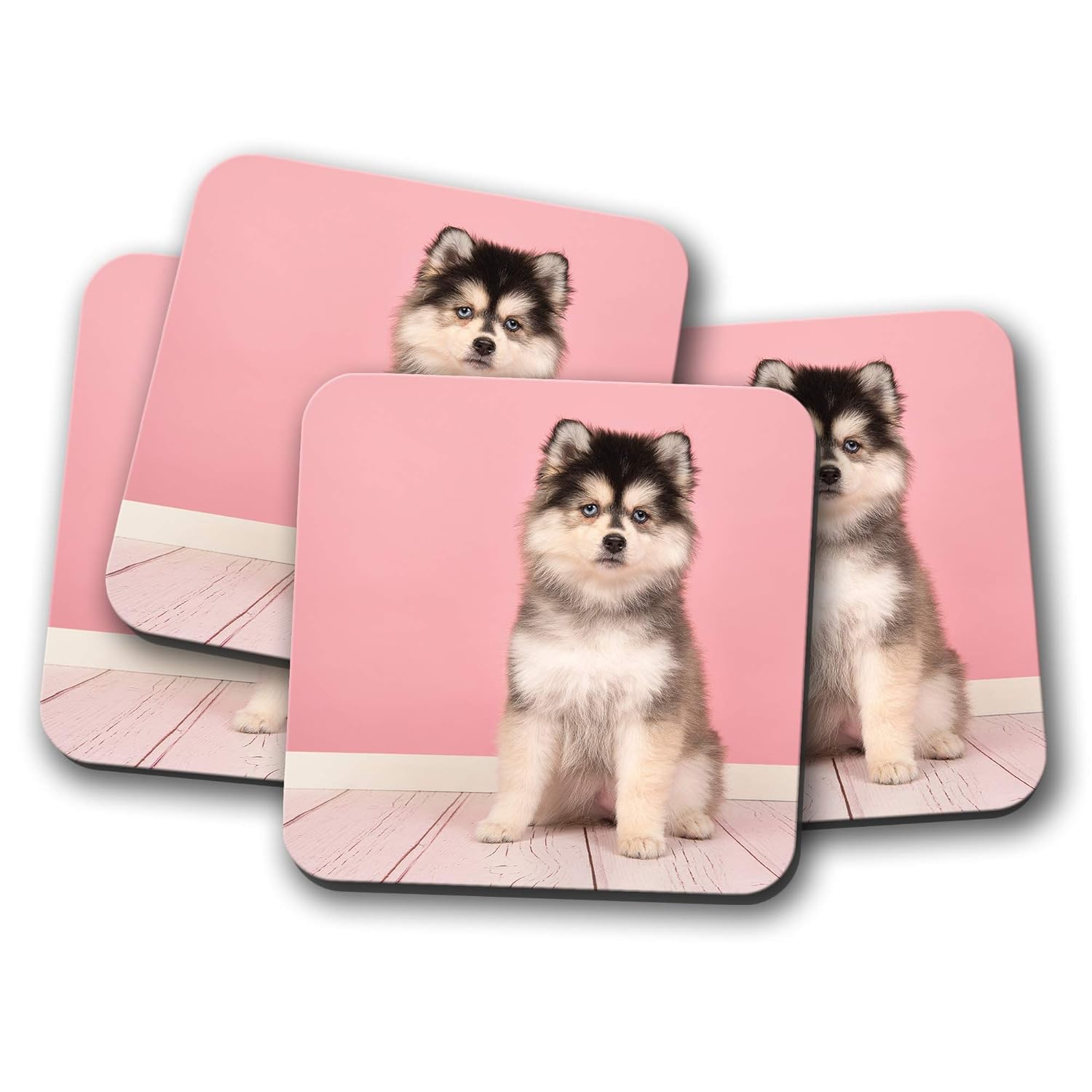 pomeranian husky prix