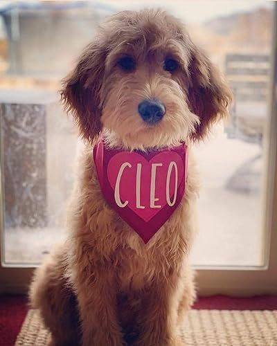 personalized dog bandanas amazon