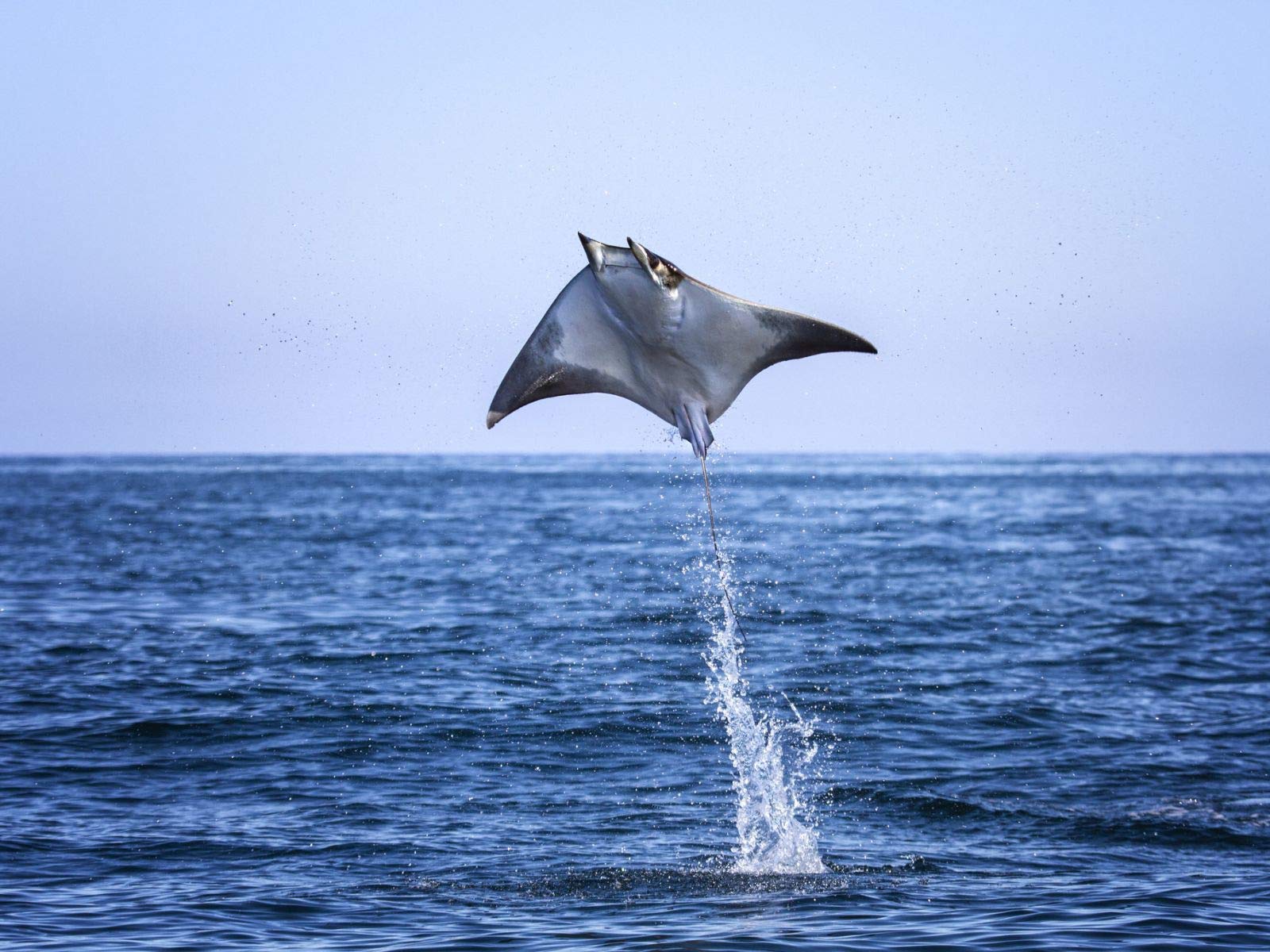 Amazon Co Jp シャーク 海洋の覇者 吹替版 を観る Prime Video