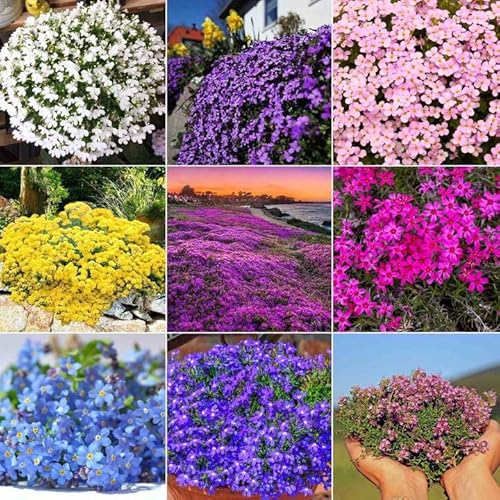 1500 Multiple Colors Creeping Thyme Seeds for Planting Mix Creeping