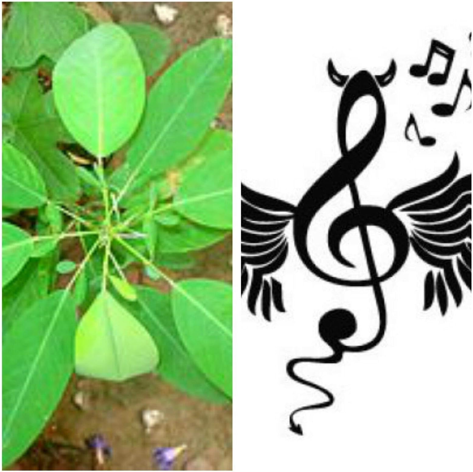 CROSO Seeds PACAKGE ONLY NOT Plants: Desmodium Gyrans, Telegraph, The Dancing Seeds, Seeds