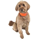 CoolerDog Hi-Vis Cooling Dog Collar for Medium Dogs &ndash; Reflective Re-Freezable Ice Collar for Hot Weather &amp; Heat Relief (Orange, Medium)