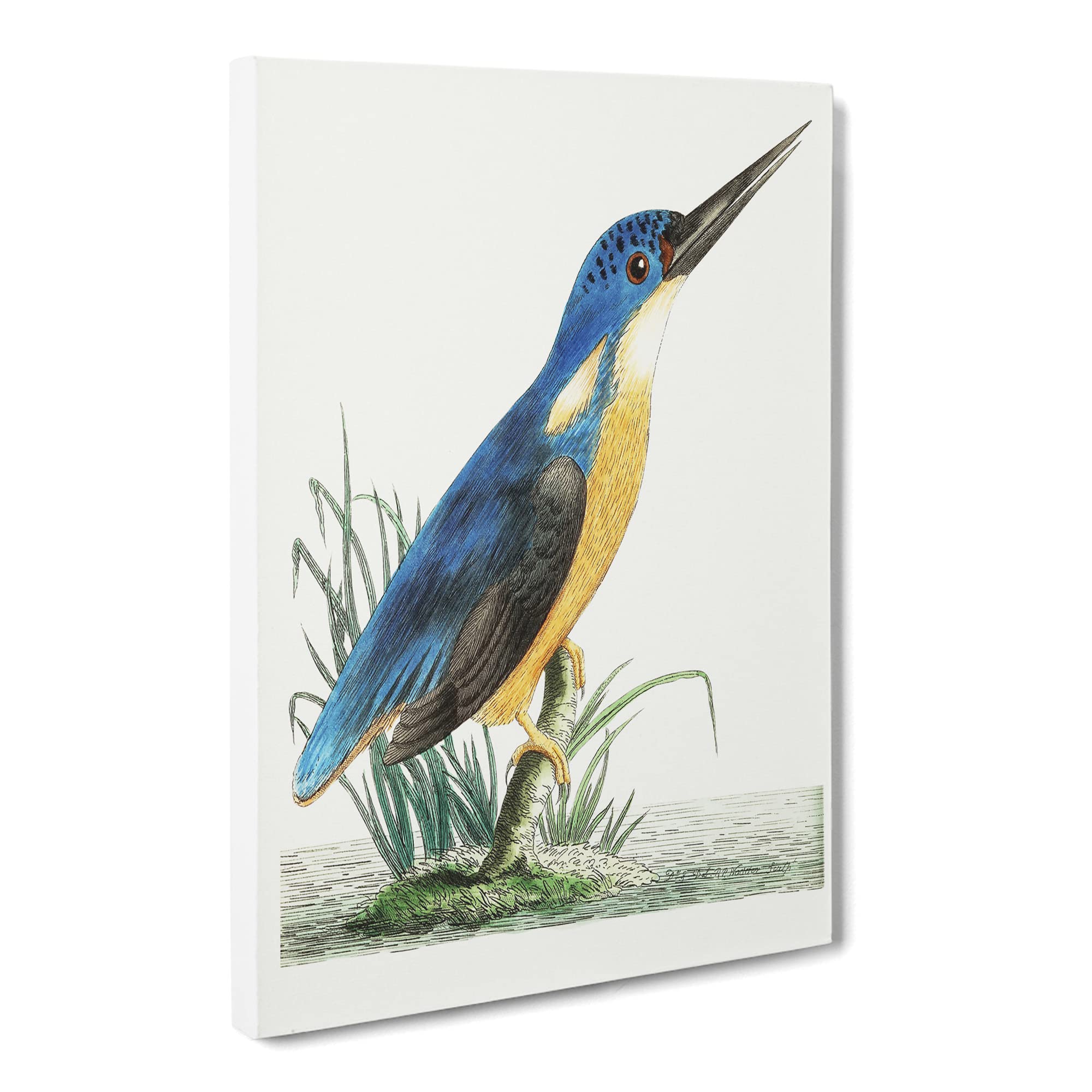 Tridigitated Kingfisher By George Shaw Canvas Print | Gallery Wrapped 30mm Frame Wall Art | 20x14 inches | Ready to Hang | Retro Bird Picture | Living Room Bedroom Lounge Office