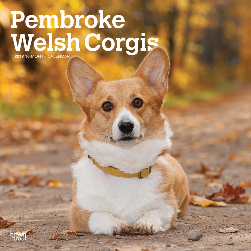 wales corgi