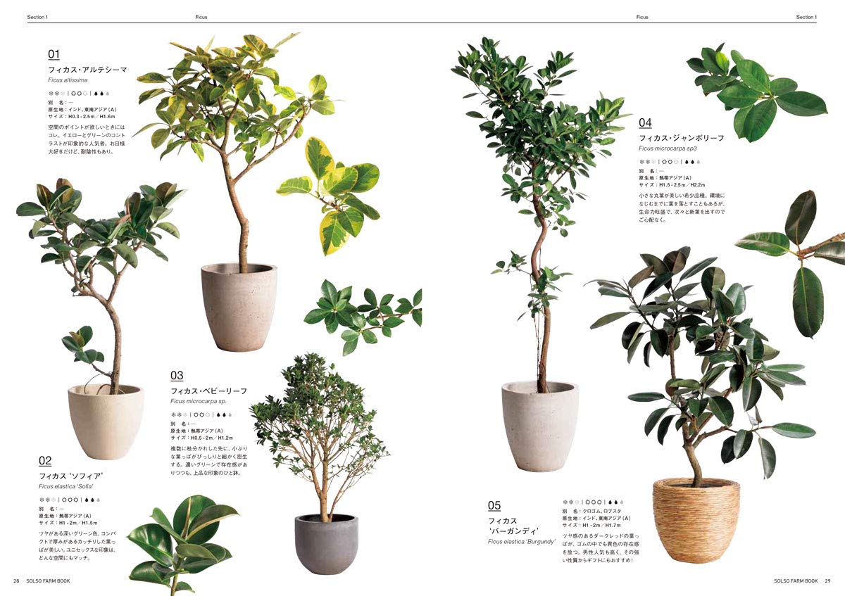 Solso Farm Book インドアグリーン 実用単行本 Solso Farm 本 通販 Amazon Solso Farm Book インドアグリーン 実用単行本 Solso Farm 本 通販 Amazon