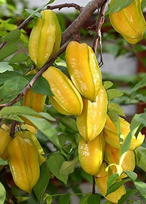 Creative Farmer Live Star Fruit Plant - 1 Carambola Fruit Tree -Kamrak - Kamrana Fruit Dwarf Variety Healthy Plant