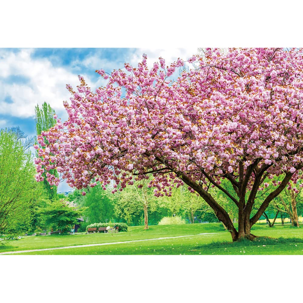 Aoihrraan 3,5x2,5m Nature Landscape Backdrop Spring Cherry Blossom Trees Green Lawn Grass Sunshine Scenery Photography Background Wedding Party Mother Woman Lady Girls Portrait Photo Studio Prop Vinyl