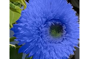 DouxiE 50pcs Blue Teddy Bear Sunflower Seeds - Stunning Annual Blooms for Your Garden Non GMO Heirloom Garden - Planting Instructions for Easy Grow - Great Gardening Gifts