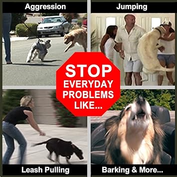 don sullivan's perfect dog training