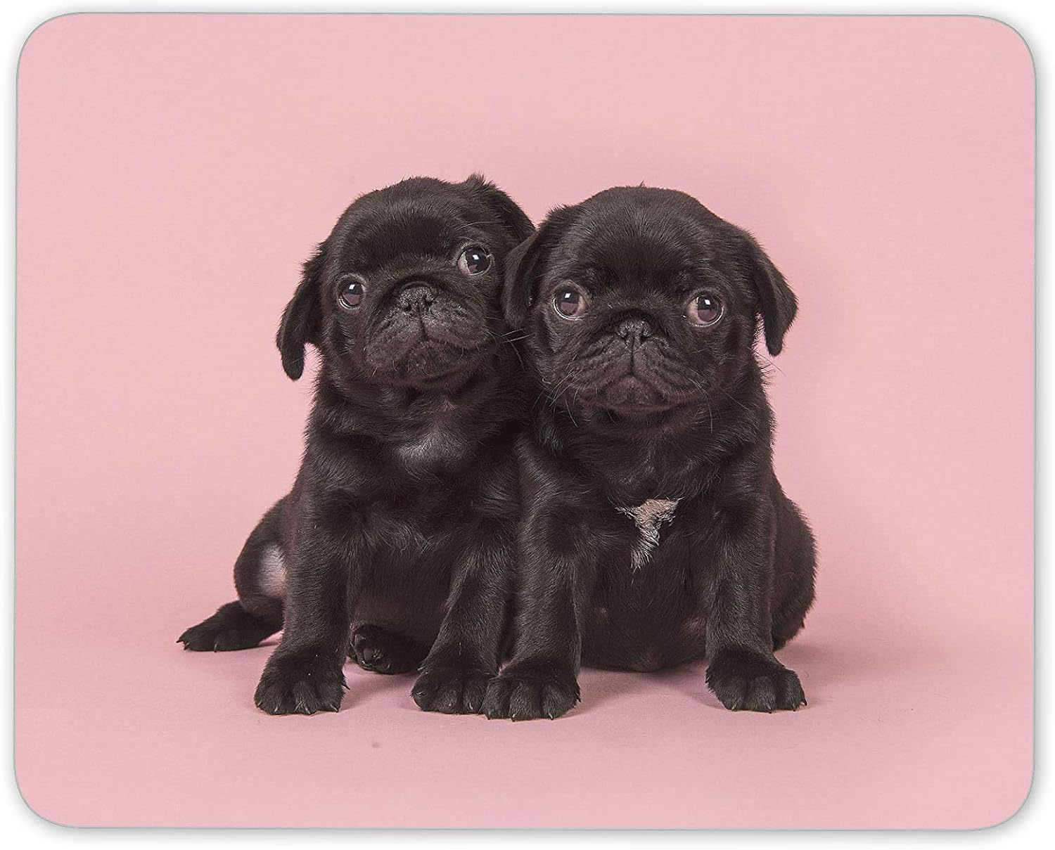 Cute Pug Puppies Mouse Mat Pad - Dog Puppy Pet Pink Girls Computer #15257…, Multicolor
