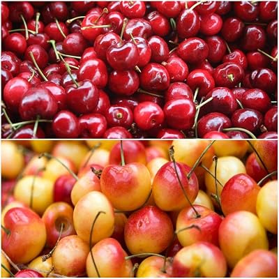 Double Cherry Twist Tree - 2 Unique Cherry Varieties Growing on 1 Tree