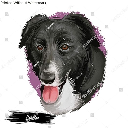 border collie muzzle