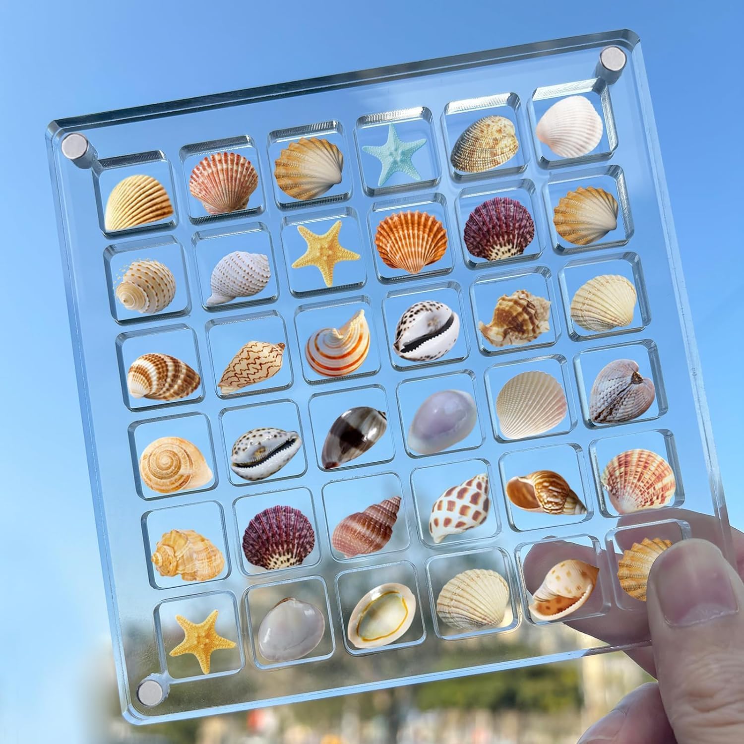 Acrylic Magnetic Seashell Display Box,Seashell Starfish Trinket Decorative Seashell Storage Box, Multifunctional Gemstone Diamond Display Organizer Case for Seashell Jewelry Gemstone Beads (36 Grids)