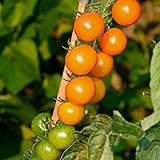 Tomato Garden Seeds - Sun Gold Hybrid - 100 Seeds