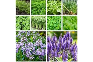 1000+ Herb Seeds Variety Pack Culinary Herb Collection (10 Pack) Herbs for Planting Outdoors Heirloom, Non-GMO Chervil Chive 