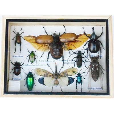 Real Mixed Beetle Cicada Insect Boxed Framed Taxidermy Display Wood Box for Collectibles