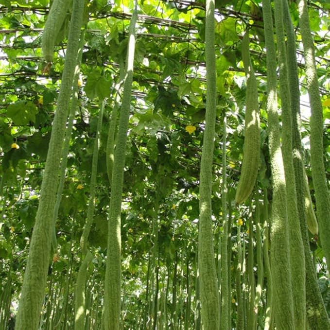 mymotto 10 Pcs Seeds Garden Vegetables Delicious Giant Luffa Seeds