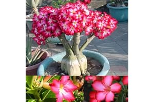 Desert Rose Bulbs Historic Party Decoration Magical Park Decoration BMany Elegant Design-5 Bulbs : Seeds Only