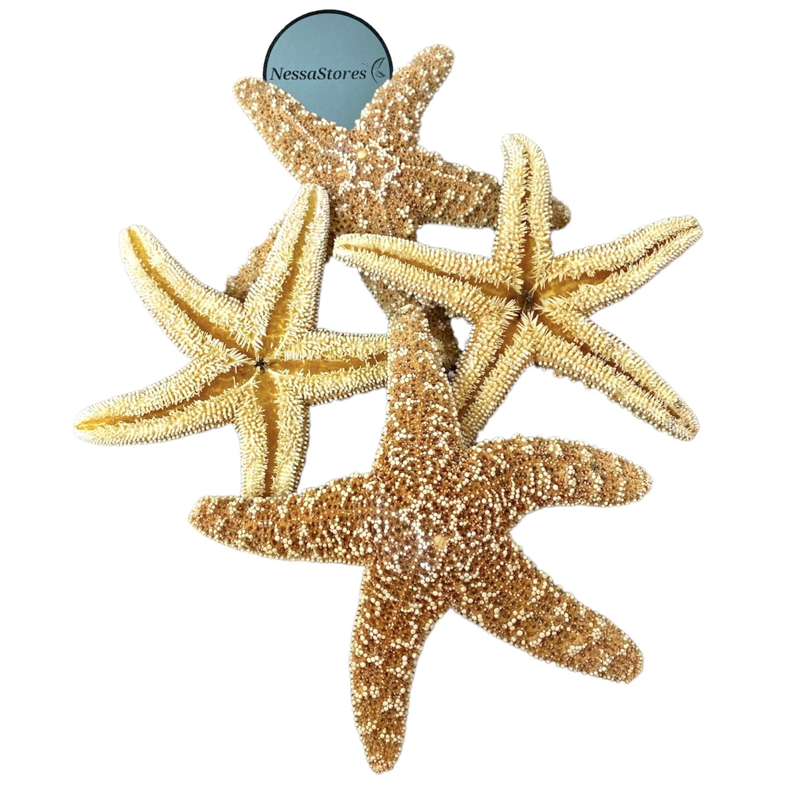 NESSASTORES Sugar Starfish Sea Shell Wedding Real Craft 4" - 6" #JC-215 (8 pcs)