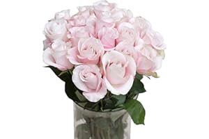 GREENCHOICEFLOWERS Greenchoice Fresh Cut 24 Light Pink Roses - Artisanal Hand-Selected, Long-Lasting Ecuadorian Light Pink Rose Bouquet – Gift and Home Decor Perfect Fresh Flowers |20" Long Stems, No Vase-2 Dozen