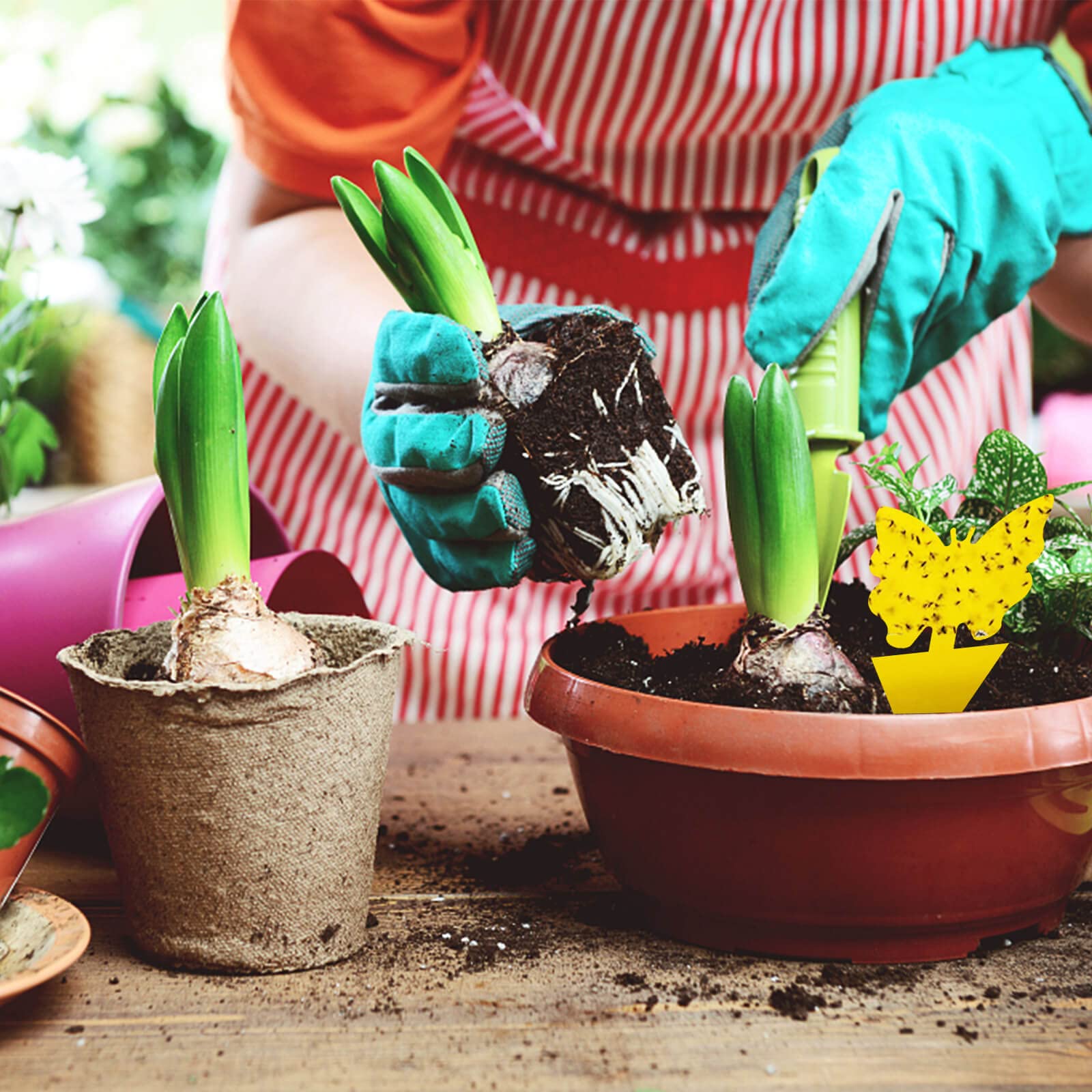 Blooven Gelbsticker Trauermücken Bekämpfen 30 Stück, Gelbtafeln für die Zimmerpflanzen Schädlingsbekämpfung (30 Stück) 4