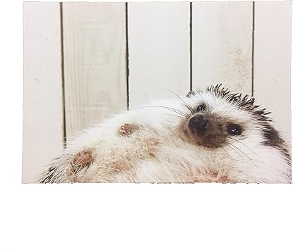 Amazon ハリネズミ まるたろう ぼくのおなかはフカフカもふもふです ポストカード 絵柄付はがき 文房具 オフィス用品