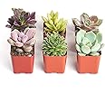 Shop Succulents Unique Succulent Plant Pack Collection - Live Mini Succulent Plants, Low Maintenance, Exceptional Colors & Textures - Wedding and Party Favors, Gift & Garden, Pack of 6
