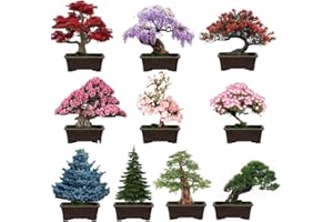 EKFRPAU Mix Bonsai Tree Seeds for Planting 10 Popular Varieties Heirloom Japanese Red Maple Wisteria Sakura Black Pine Acacia, Blue Spruce Dawn Redwood Metasequoia Flame Tree, Judas Tree 300pcs