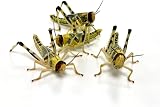 livefoods4u Live Locusts Large x 100 Reptile Live Food 20-35mm view 6