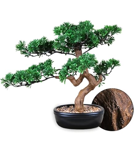10 Mini Japanese Cedar Bonsai Tree Seeds -  - Free