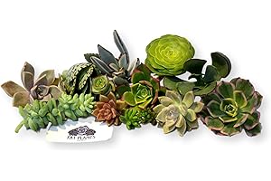 FATPLANTS 10 Living Succulent Cuttings