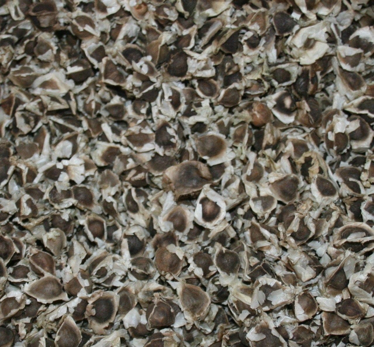 ~1000 Moringa Oleifera Dried Seeds, Non GMO, Organic, Edible, Planting