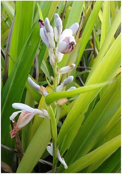 Thai Ginger Alpinia Galanga Galgant Plant 10 Cm Galanga Root Langkuas Amazon De Garten