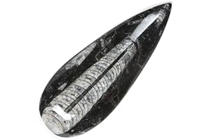 KALIFANO Authentic Natural Orthoceras Fossil - Extinct Cephalopod Shell from Morocco