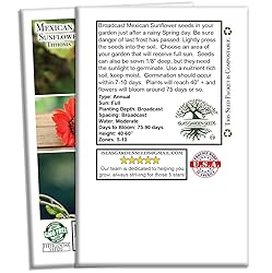 Mexican Sunflower Seeds