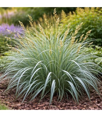 Pennisetum Alopecuroides 'Hameln' - Hierba Ornamental Para Jardín, Resistente Al Invierno, En Maceta De 3 Litros