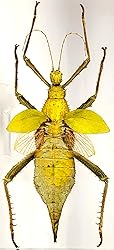 9" Real Giant Jungle Nymph Heteropteryx Dilatata in