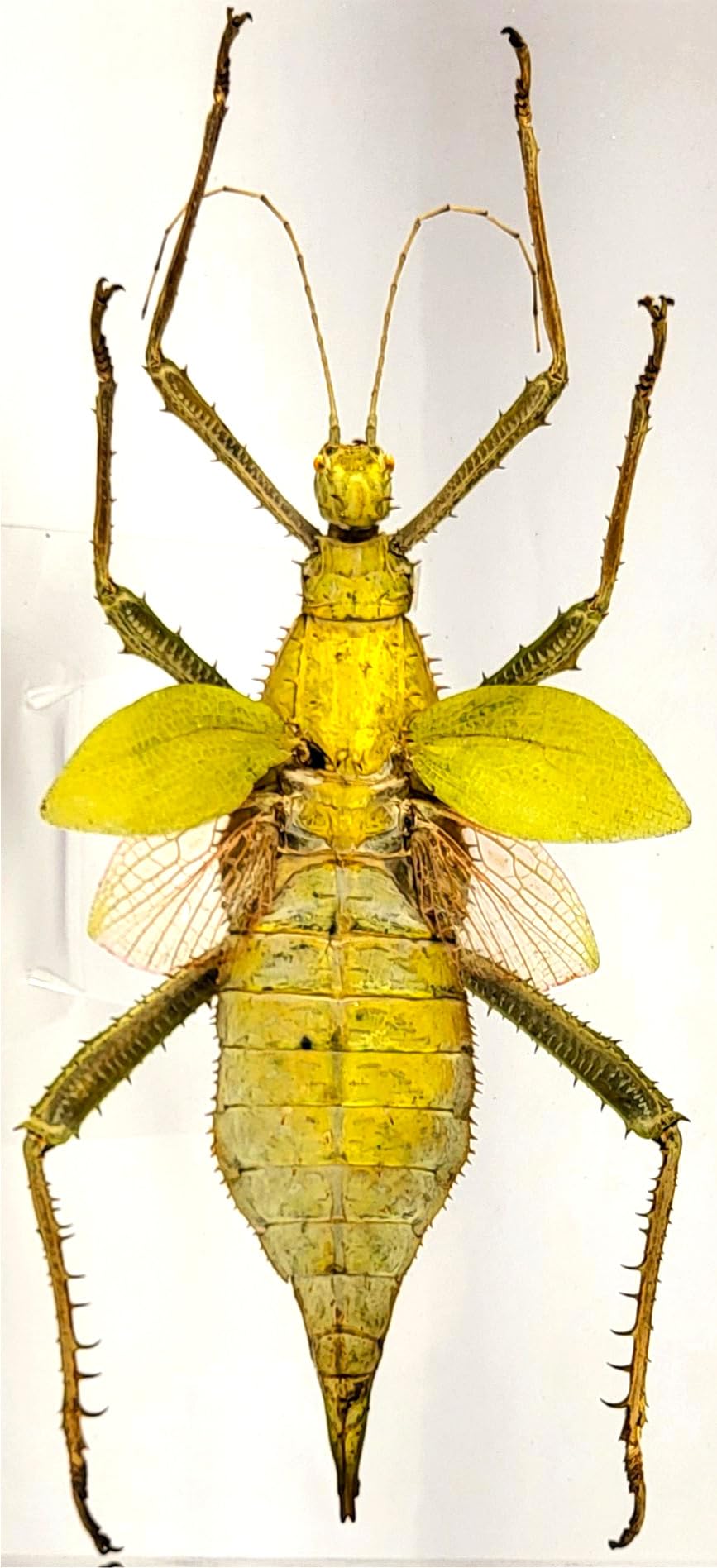 9" Real Giant Jungle Nymph Heteropteryx Dilatata in